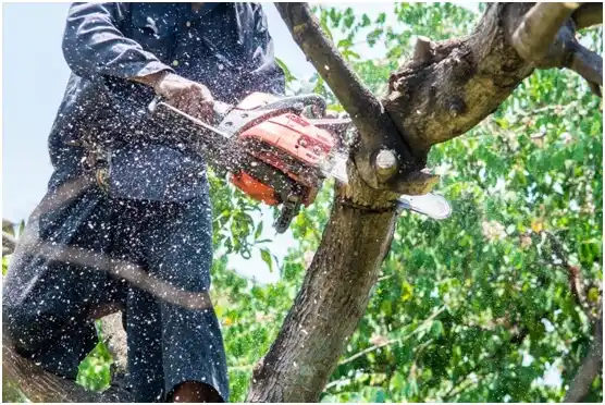 tree services Alamo Heights